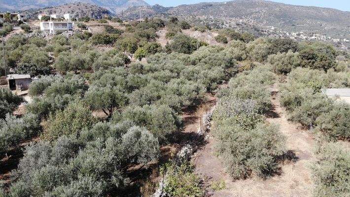 Kreta, Neo Chorio: Charmantes Baugrundstück mit Olivenbäumen und Panoramablick im Apokoronas zu verkaufen