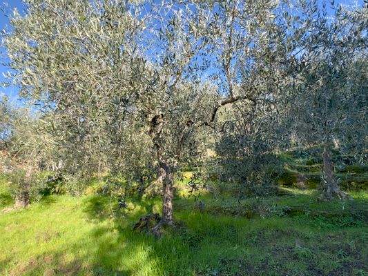 IB951_28 TERRA ITALIA IMMOBILIEN_LIGURIEN_ISOLABON