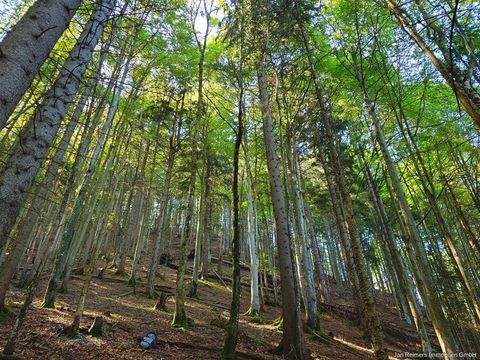 Rottach-Egern Bauernhöfe, Landwirtschaft, Rottach-Egern Forstwirtschaft