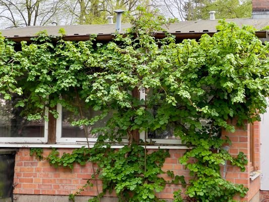 Vorderhaus Hinteransicht