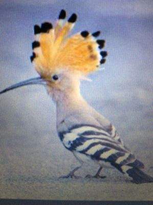 Wiedehopf, Fasan, Großtrappe..