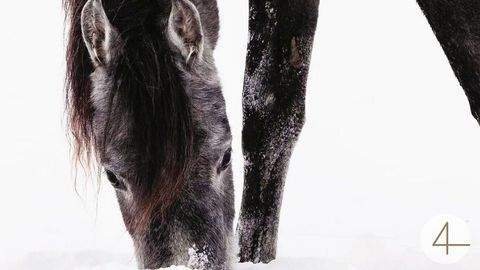 Windigsteig Häuser, Windigsteig Haus kaufen