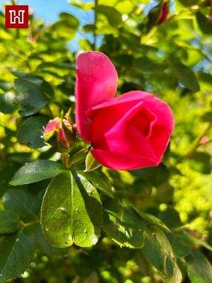 .. ein eigener Garten !