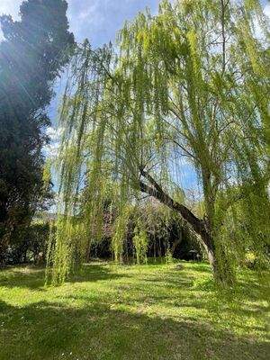 Salice_piangente.jpeg