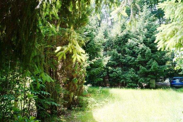 Grundstück vorderer Bereich