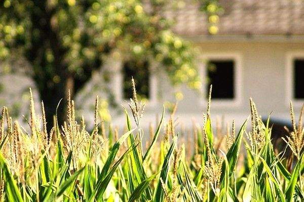 Immobuchenau Grundstück 4