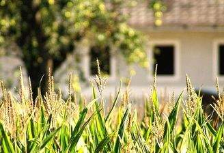 Immobuchenau Grundstück 4