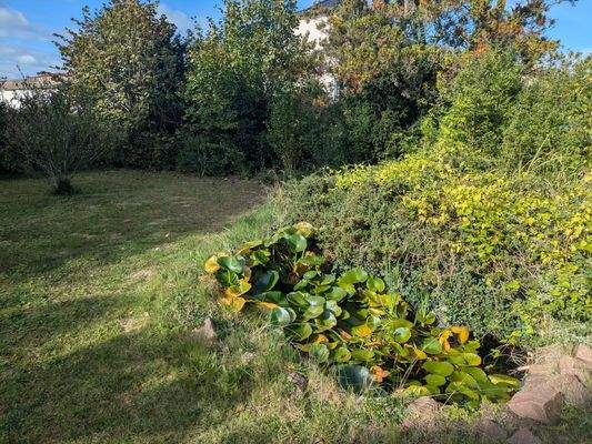 Grundstück vorn Teich.MP.jpg