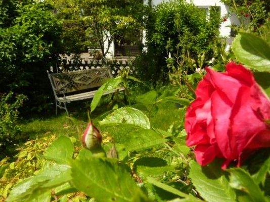 Sommer - Garteneinblick