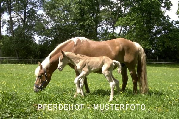 Professioneller Pferdehof in RLP / SL - MUSTERFOTO