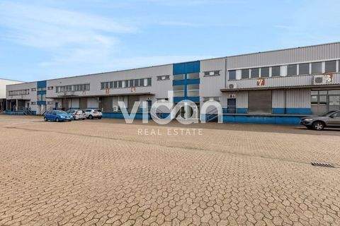 Ratingen Halle, Ratingen Hallenfläche