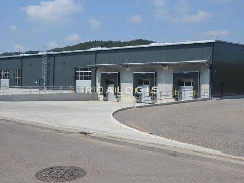 Mannheim Halle, Mannheim Hallenfläche