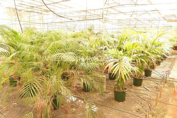 Gewächshaus mit Bewässerung in zwei Ebenen