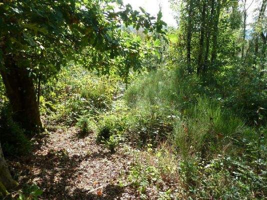 Impressionen vom Grundstück