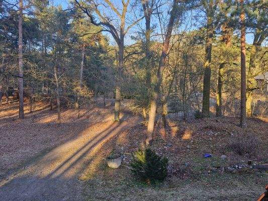 idyllischer Waldweg zum Haus