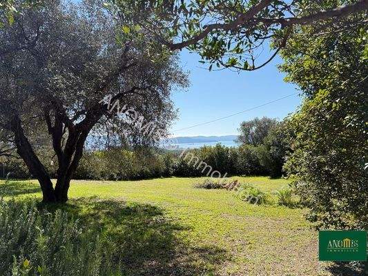 Olivenhain mit Meerblick