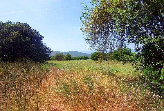 Rustikales Grundstück zum Verkauf in ländlicher Umgebung von Llubí, Mallorca