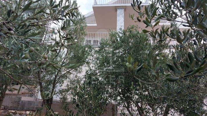 Genießen Sie jedes Jahr frische Oliven