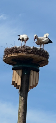 Die Storchenfamilie gehört dazu
