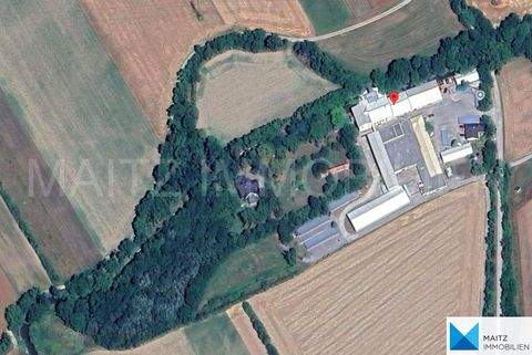 Schwarzau am Steinfeld Häuser, Schwarzau am Steinfeld Haus kaufen