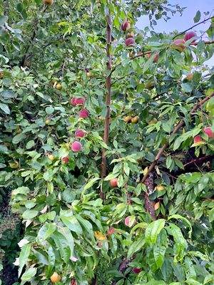Obstbäume im Garten