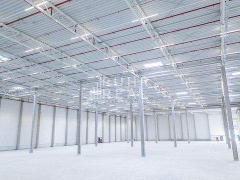 Köln Halle, Köln Hallenfläche