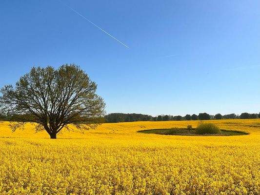 34 makellos EFH Schorrentin.JPG