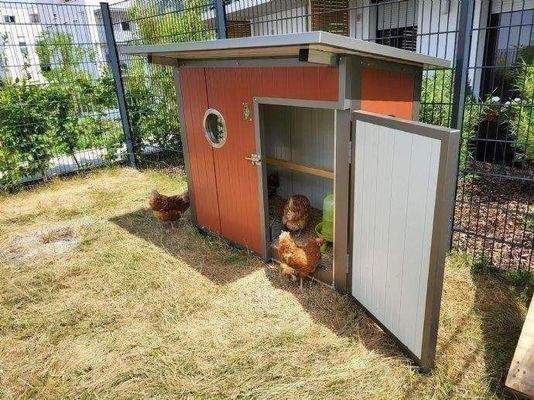 Urban Chickening