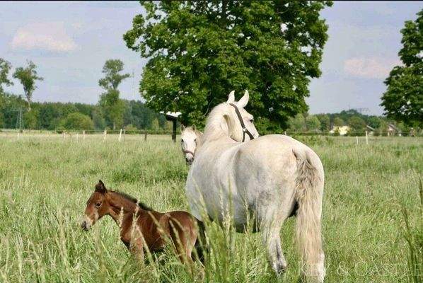 5 Hektar arrondiertes Weideland 