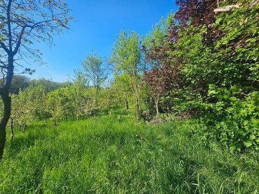 Blick vom Obstbaumgarten 