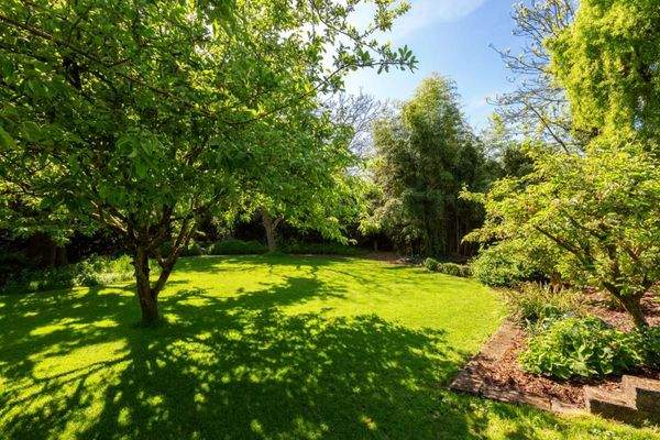 Schatten spendende Bäume