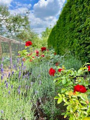 Garten-Impression (2)