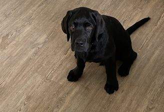 Jetzt kann Ihr Traum in Erfüllung gehen - ein eigener Hund!