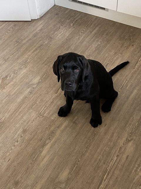 Hohenstein-Ernstthal Häuser, Hohenstein-Ernstthal Haus kaufen