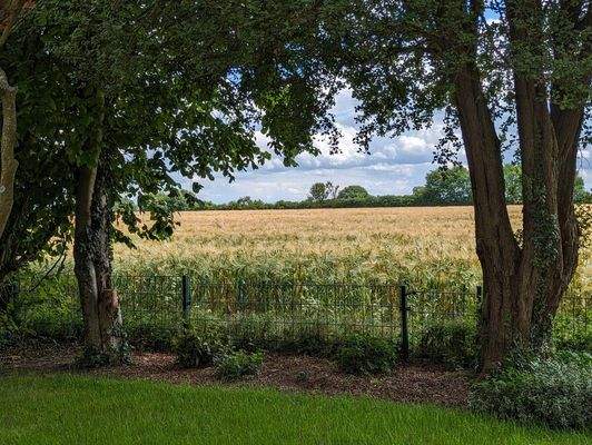 Blick vom Grundstück (im Frühjahr)