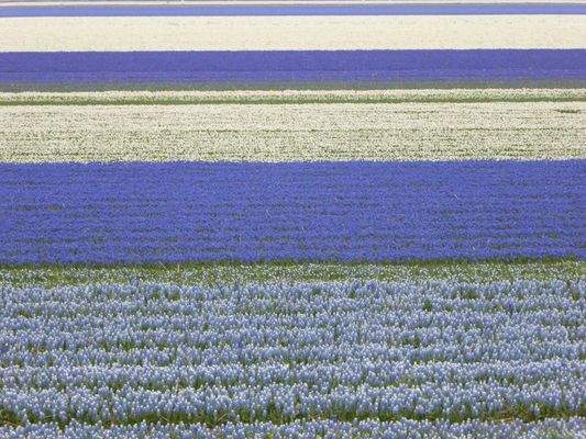 Tulpenfelder im April