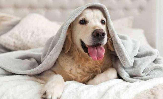 massa für Tierfreunde