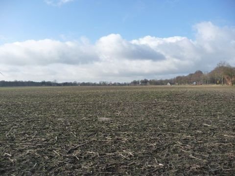 Bippen Bauernhöfe, Landwirtschaft, Bippen Forstwirtschaft