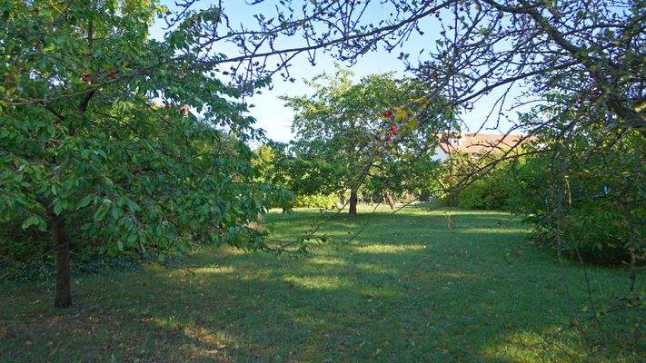 Blick vom unteren Teil des Grundstücks nach oben