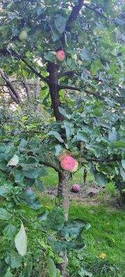 alter Obstbaumbestand