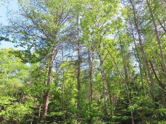 Cape Breton - Ideal für´s Kapital - Einzigartiges 