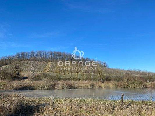 Blick in die Weinberge