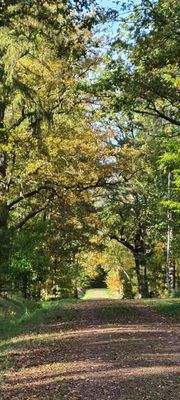 Waldgebiet &quot;Dahlener Heide&quot; unweit entfernt