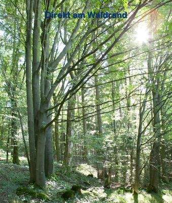 06-Wald-Sonne