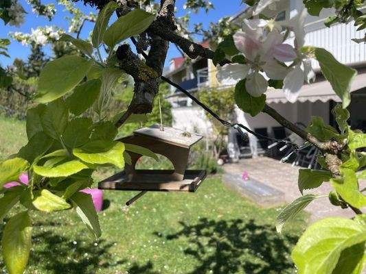 Apfelbaum mit Vogelhaus