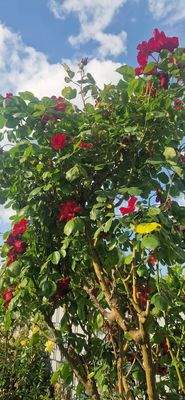 Sommerimpression