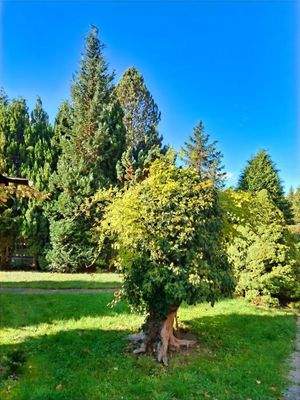 Blick aufs Grundstück