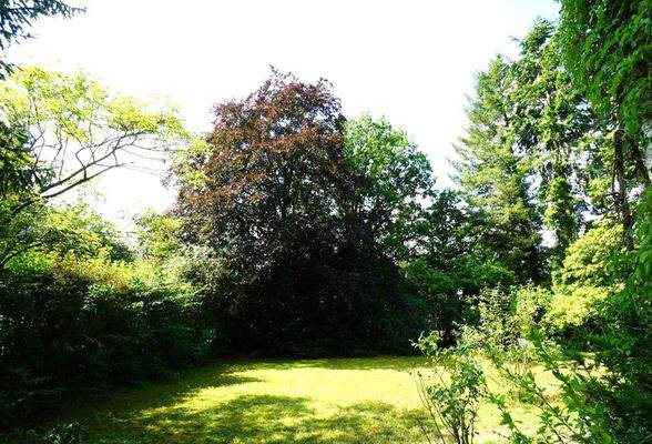 Wunderschöner, alter Baumbestand.jpg