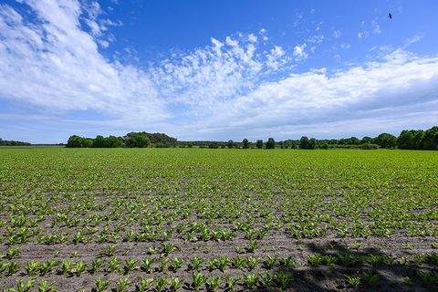 Parsau Bauernhöfe, Landwirtschaft, Parsau Forstwirtschaft