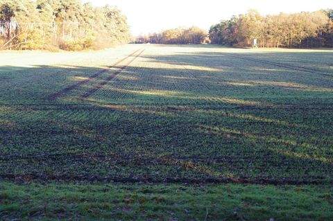 Sassenberg Bauernhöfe, Landwirtschaft, Sassenberg Forstwirtschaft